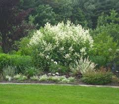 Image result for Persicaria