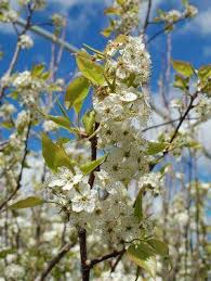 Autumn blaze flowering pear tree. Pyrus Calleryana Autumn Blaze Autumn Blaze Callery Pear From Prides Corner Farms