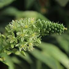 Image result for Pouzolzia bracteosa