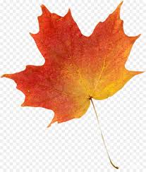 Autumn Leaf Drawing Png Download 1028 1192 Free Transparent Autumn Leaf Color Png Download Cleanpng Kisspng Fall is all about leaves strewn everywhere.