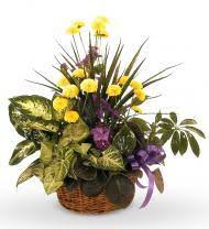 Flowers were not fresh and was delivered by safeway. Avas Flowers In Crescent City Del Norte County United States Florist Gifts Roses Full Details