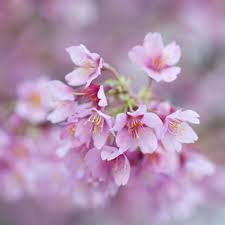 I talked to a professor that wrote an article for the university of florida that stated it did survive in zone 9. Buy Ornamental Cherry Prunus Okame Prunus Incam Okame 79 99 Delivery By Crocus