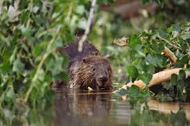 Kjane caron onlyfans she boasts an impressive 136,020