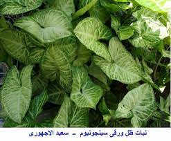 نبات سينجونيوم ــ يستخدم للتزين الداخلى بالمنزل لجمال المجموع الخضرى والنبات متسلق سريع النمو الاوراق كبيرة قلبية كبيرة الح plant leaves plants garden plants