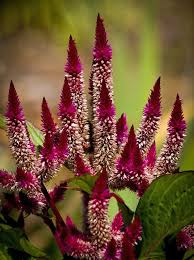 Red Cockscombs Beautiful Flowers Unusual Flowers Wonderful Flowers