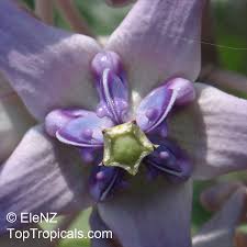 Image result for Calotropis gigantea