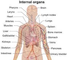 Pin By Sergei Polovin On Vocabulary Human Body Organs Human Body Vocabulary Human Body