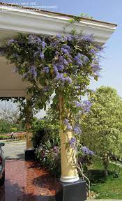 A great addition to any wall or trellis, it can easily spread to 20 feet wide and, with good support, twice as high. Pin On Dream Home