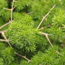 Image result for Asparagus radiatus