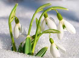 Cheap Flower Buy Quality Flower Seed Prices Directly From China Flower Garden Seed Suppliers Winterharte Pflanzen Gartenarbeit Im Marz Blumensamen