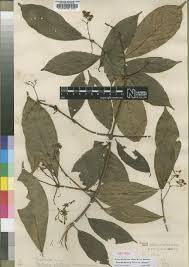 Image result for Conostomium natalense