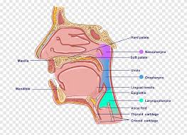 The neck contains seven of. Pharynx Mouth Ear Anatomy Neck Ear Angle People Png Pngegg