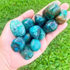 Image result for Chrysochloa