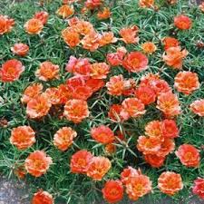 Part sun to full sun; Portulaca Seeds 15 Varieties Annual Flower Seeds Florida Flowers Drought Resistant Plants Annual Flowers