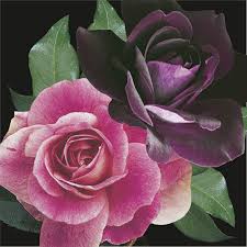 We did not find results for: Brilliant Pink Iceberg Burgundy Iceberg Floribunda Rose
