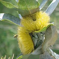 EUCALYPTUS macrocarpa Yellow Flowers - View All – Australian Seed