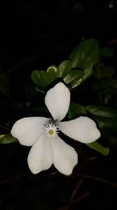 Image result for Turraea obtusifolia