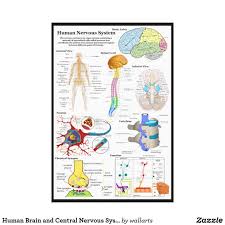 Neuroinflammation, autonomic nervous system dysfunction. Human Brain And Central Nervous System Diagram Canvas Print Zazzle Com Nervous System Diagram Nervous System Central Nervous System