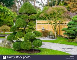 Und auch für die kleinen gärten gibt es durchaus arten und sorten von kleinbleibende bäumen, die das gartenbeet bereichern, aber dennoch nicht zu wuchtig werden. Schone Beschnitten Baum In Einem Japanischen Garten Formgeholze Kunstformen Gartenbau In Der Asiatischen Tradition Stockfotografie Alamy
