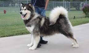 Browse thru our id verified puppy for sale listings to find your perfect puppy in your area. Pin On Bad Ass Dogs