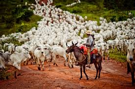 Resultado de imagem para transporte de gado no ParÃ¡