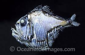 Lovely Hatchetfish Argyropelecus Aculeatus Photo 40m0911 01 Deep Sea Fish Madagascar Animals American Animals