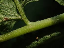 Image result for Microlepia speluncae