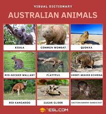We did not find results for: Australian Animals List Of Cute Australian Animals With Pictures 7esl