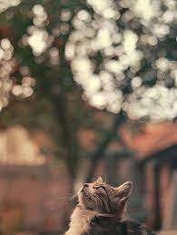Pin Oleh Jemima Starla Di Foto Kucing Lucu Foto Kucing Lucu Kucing Menggambar Kucing