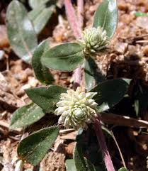 Image result for Gomphrena celosioides