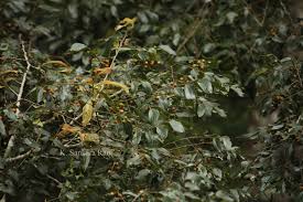 Image result for Celtis tetrandra