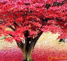 Bu saf türlerden birine sahipseniz, ağacınızın renkleri değiştirmesi neredeyse hiç şansı yoktur. Akcaagac Kirmizisi Yetistirme Kosullari Kullanimi Ekimi Ve Bakimi Bahce