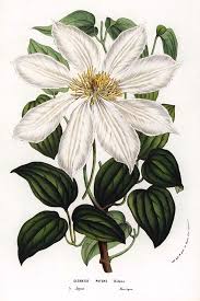 Download 594 purple clematis stock illustrations, vectors & clipart for free or amazingly low rates! Japanese Clematis Or Kazaguruma Flowers Of The Gardens And Hothouses Of Europe Belgium 1856 Drawing By Album