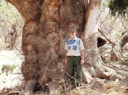 Image result for Xanthocercis zambesiaca