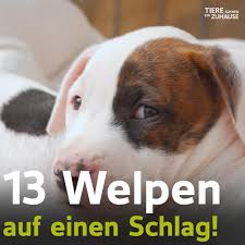 Im januar 2021 wurde hunde aus griechenland suchen ein zuhause als gemeinnütziger tierschutzverein gegründet. Tiere Suchen Ein Zuhause 13 Welpen American Bulldog 8 Wochen Alt Facebook