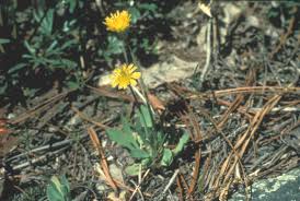 Image result for Disperis virginalis