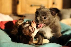 Jun 06, 2021 · two cute chihuahua puppies. Two Chihuahua Dogs Playing On Bed Differential Focus Puppies Stock Photo 194837312
