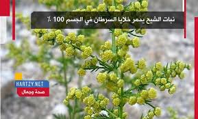 نبات الشيح يدمر خلايا السرطان في الجسم 100 Hartzy هارتزي Herbs Plants