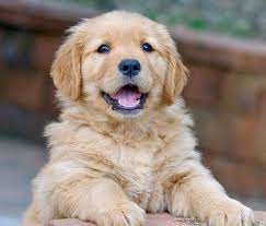 Golden Retriever Yavru Goldenretriever Beautifulpuppies Retriever Puppy Golden Retriever Dogs Golden Retriever