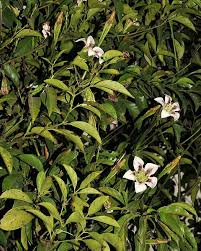 Image result for Rothmannia longiflora
