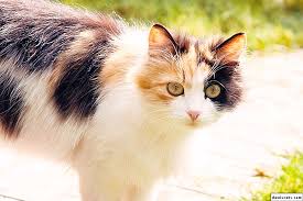 Uc Renkli Kedi Kiz Nasil Isim Verilir