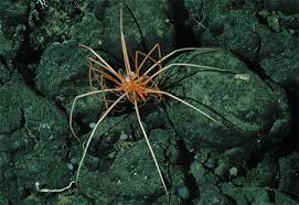 Image result for Pycnosphaera