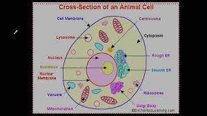 Maybe you would like to learn more about one of these? Plant Vs Animal Cells Differences In Organelles Youtube