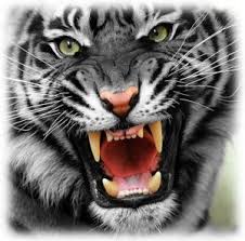 Jadi ilmu ini adalah ilmu khodam macan putih yang akan menjaga kita dari hal hal buruk yang tidak diinginkan. Yunarto Wijaya Pablonano1980 Profile Pinterest