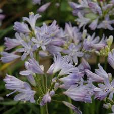 Image result for Agapanthus africanus