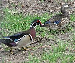 We built a free duck house in 1 hour with recycled materials (and so can you!) | pampered chicken mama: Wood Duck Boxes Early Wins The Race Eden Prairie Sports Swnewsmedia Com
