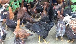 Repotnya dari pakan ayam petelur adalah jumlah dan jenisnya yang tidak terlalu banyak. 3 Langkah Menyusun Formulasi Ransum Pakan Ayam Kampung Unggas Petelur Berita Pertanian Mitalom
