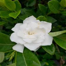 Image result for Gardenia
