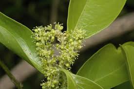 Image result for Opilia amentacea