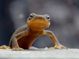 Image result for Craterostigma newtonii